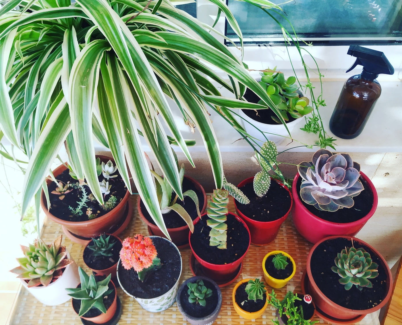 Fertilizante Casero para Cactus y Suculentas-BluesBlu