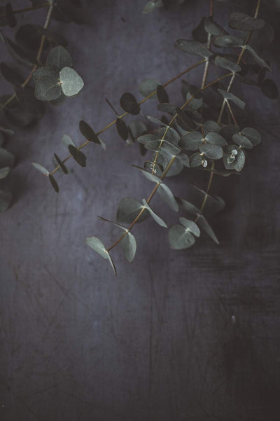 Ramo Eucaliptos Populus Eterno - Verde-BluesBlu