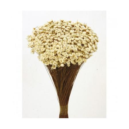 Ramo Glixia Seca- Natural 85gr.-BluesBlu