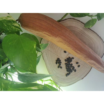 Semillas de luffa