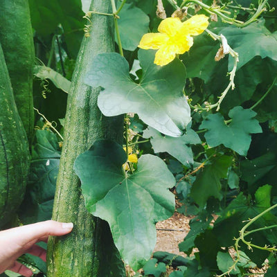 Luffa estropajo vegetal
